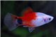 Platy red top mickey mouse 3-3,5 cm