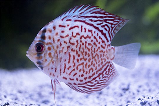 Discus Leopard Eruption 7 cm