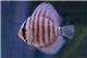 Discus San Merah 5 cm