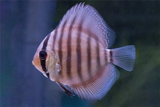 Discus San Merah 5 cm