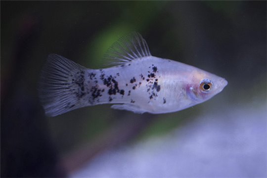 Platy poivre et sel 3-3,5 cm