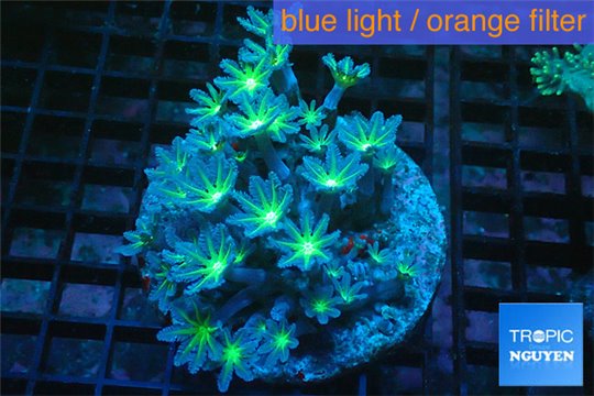 Clavularia papaya neon green 8-12 cm WYSIWYG acclimaté