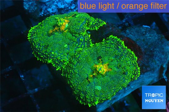 Rhodactis green orange 2 polyps WYSIWYG acclimaté