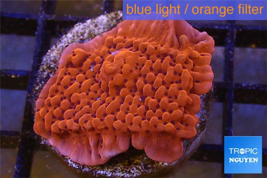Montipora red purple polyps 3-4 cm WYSIWYG acclimaté