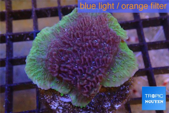 Montipora purple green 3-5 cm WYSIWYG acclimaté