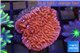 Montipora red purple polyps 3-4 cm WYSIWYG acclimaté