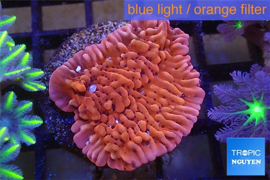 Montipora red purple polyps 3-4 cm WYSIWYG acclimaté