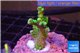 Montipora green & purple polyps 2-4 cm WYSIWYG acclimaté