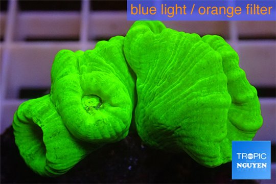 Caulastrea green neon 4-5 polyps WYSIWYG acclimaté