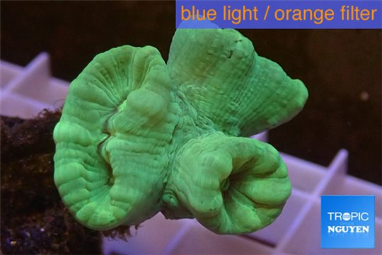 Caulastrea green 3-4 polyps WYSIWYG acclimaté