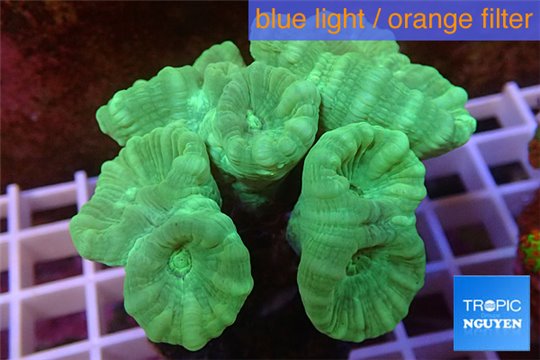 Caulastrea green 8 polyps WYSIWYG acclimaté