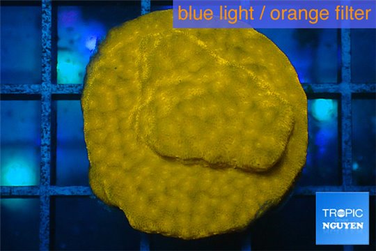 Psammocora orange 3-4 cm WYSIWYG acclimaté