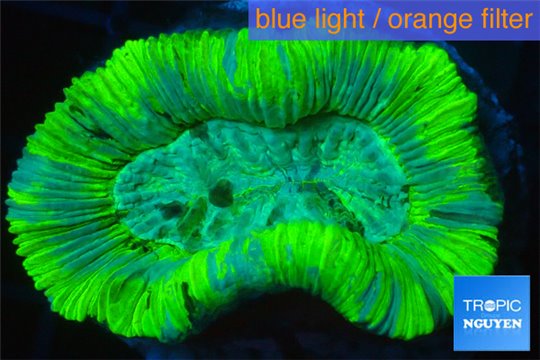 Trachyphyllia neon green 4-7 cm WYSIWYG acclimaté