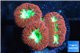 Blastomussa wellsi red green 3-5 polyps WYSIWYG acclimaté