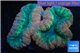 Lobophyllia tricolor 6-8 cm WYSIWYG acclimaté