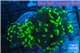 Euphyllia paraancora neon green 4-6 cm WYSIWYG acclimaté