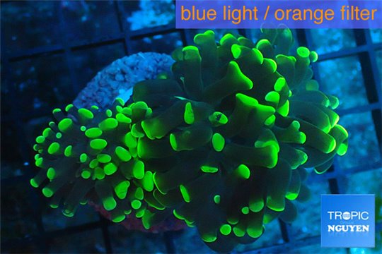 Euphyllia paraancora neon green 4-6 cm WYSIWYG acclimaté