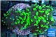 Euphyllia paraancora neon green 4-6 cm WYSIWYG acclimaté