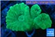 Caulastrea green 3 polyps WYSIWYG acclimaté