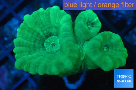 Caulastrea green 3 polyps WYSIWYG acclimaté