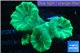 Caulastrea green 4 polyps WYSIWYG acclimaté