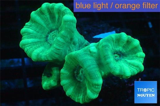 Caulastrea green 4 polyps WYSIWYG acclimaté