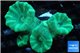 Caulastrea green 4 polyps WYSIWYG acclimaté