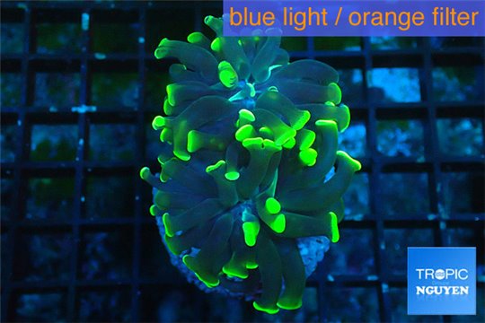 Euphyllia paraancora neon green 4-6 cm WYSIWYG acclimaté