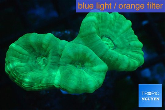 Caulastrea green 3 polyps WYSIWYG acclimaté