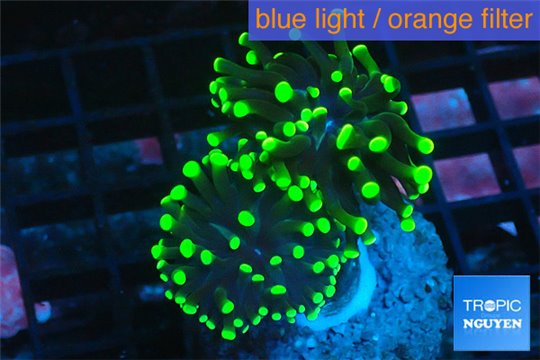 Euphyllia paraancora neon green 4-6 cm WYSIWYG acclimaté