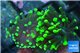 Euphyllia paraancora neon green 4-6 cm WYSIWYG acclimaté