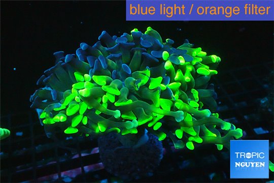 Euphyllia paraancora neon green & purple reverse 5-9 cm WYSIWYG acclimaté