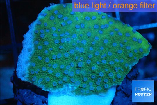 Montipora purple blue polyps Fijii 2-3 cm WYSIWYG acclimaté