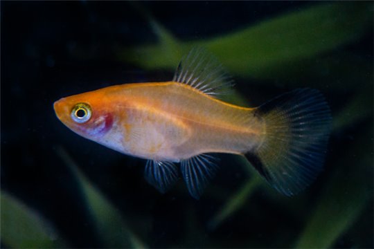 Platy doré comète - L