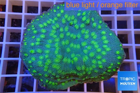 Echinopora lamelosa neon green spot 6-8 cm WYSIWYG acclimaté