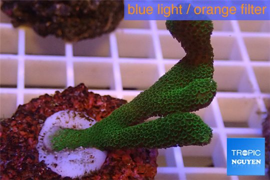 Montipora digitata green 4-5 cm WYSIWYG acclimaté