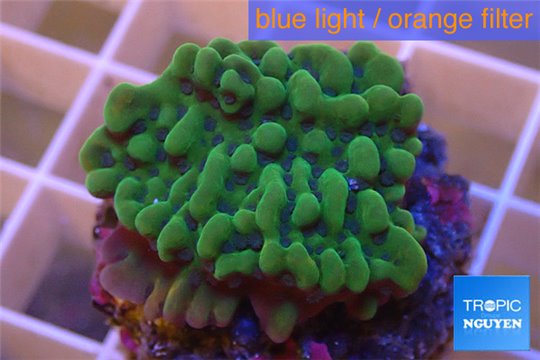 Montipora green purple incrusting 3-4 cm WYSIWYG acclimaté