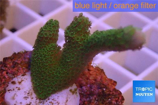 Montipora digitata green 3-5 cm WYSIWYG acclimaté