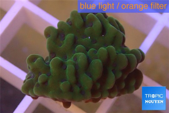 Montipora green purple incrusting 2-3 cm WYSIWYG acclimaté