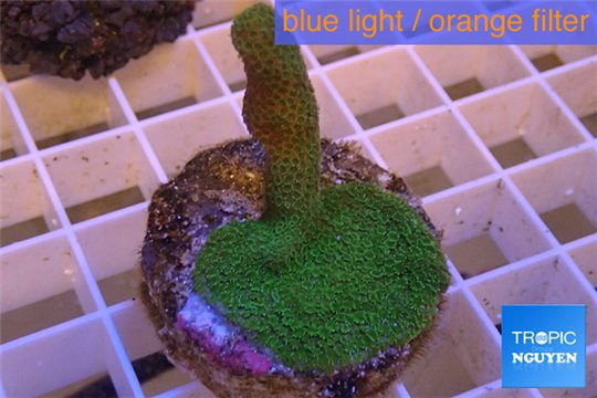 Montipora digitata green 2-4 cm WYSIWYG acclimaté