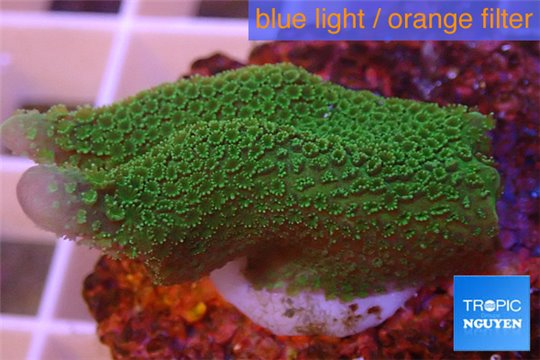 Montipora digitata green 2-4 cm WYSIWYG acclimaté