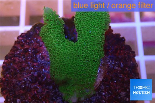 Montipora digitata green 2-4 cm WYSIWYG acclimaté