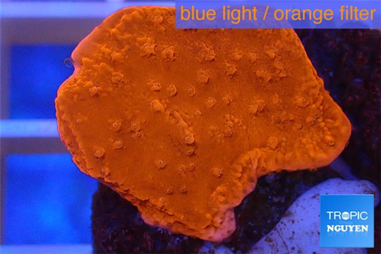 Montipora red plate 3-4 cm WYSIWYG acclimaté