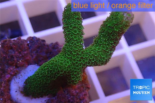 Montipora digitata green 3-5 cm WYSIWYG acclimaté