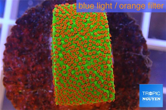 Montipora sunrise 3-4 cm WYSIWYG acclimaté