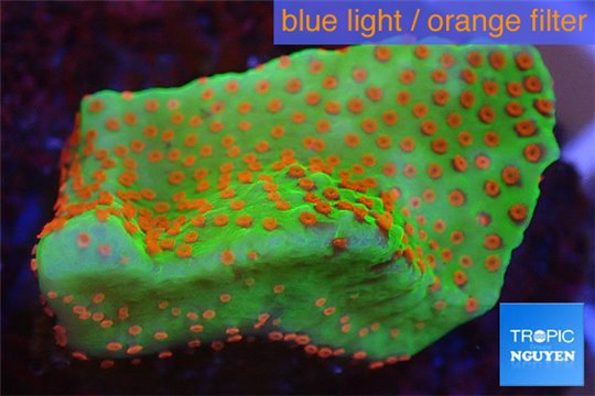 Montipora sunrise 3-4 cm WYSIWYG acclimaté