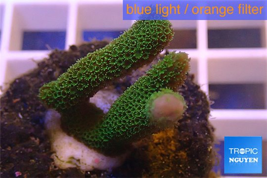 Montipora digitata green 3-4 cm WYSIWYG acclimaté