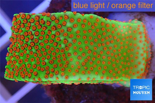 Montipora sunrise 3-4 cm WYSIWYG acclimaté