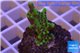 Montipora green & purple polyps 2-3 cm WYSIWYG acclimaté