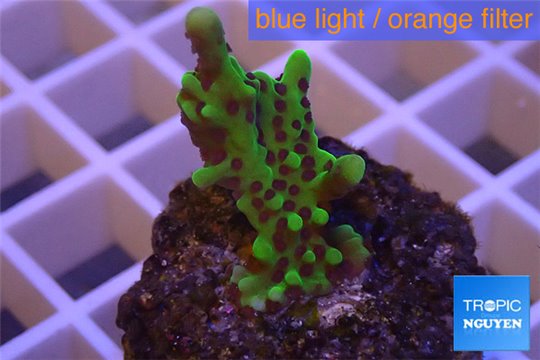 Montipora green & purple polyps 2-3 cm WYSIWYG acclimaté